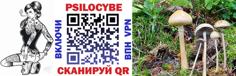 Галлюциногенные грибы Psilocybe  где купить   Верхняя Пышма 